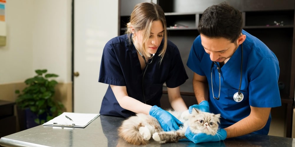 Veterinary Studies in the UK, Your Gateway to Global Excellence